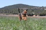 AIREDALE TERRIER 127